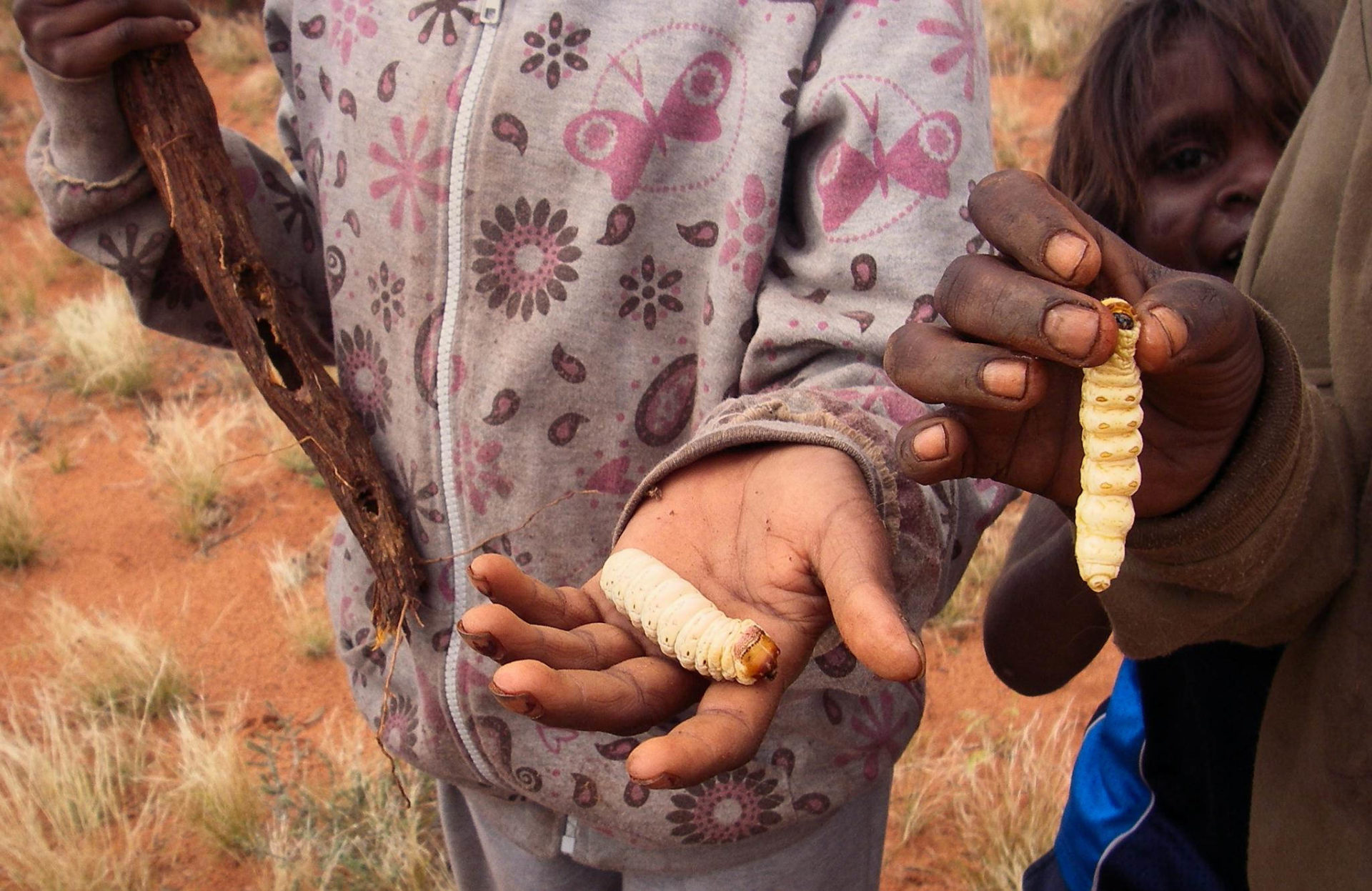 A image of hands holding wichetty grubs.