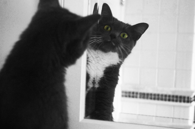 A calico (black-and-white) cat looks at its reflection in a mirror.