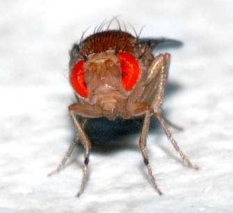 A close up of a fruit fly.