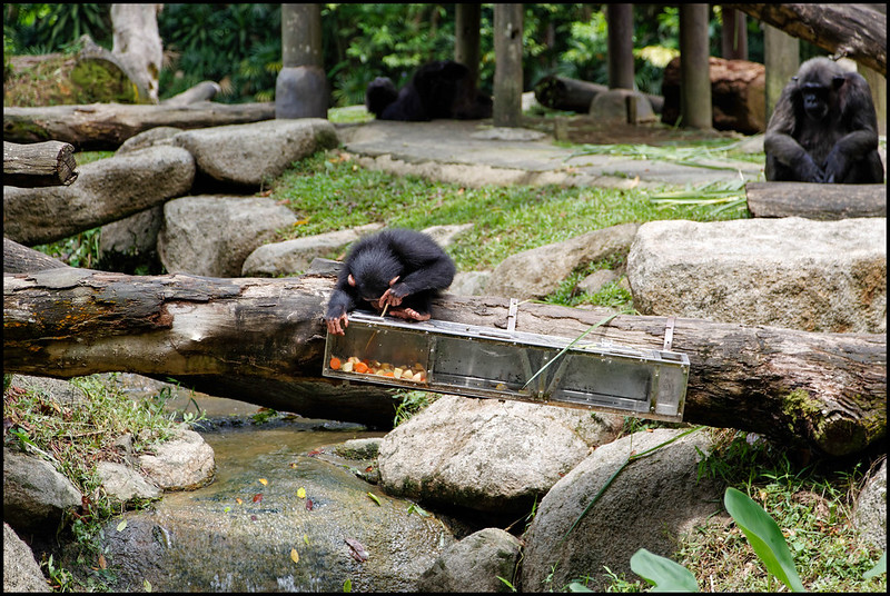 A chimpanzee uses a simple tool to get food from a container.