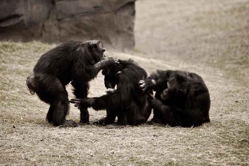 Three chimps sit grooming each other. Two face the left, lined up one behind the other, while one faces right, standing in front of the center chimpanzee.