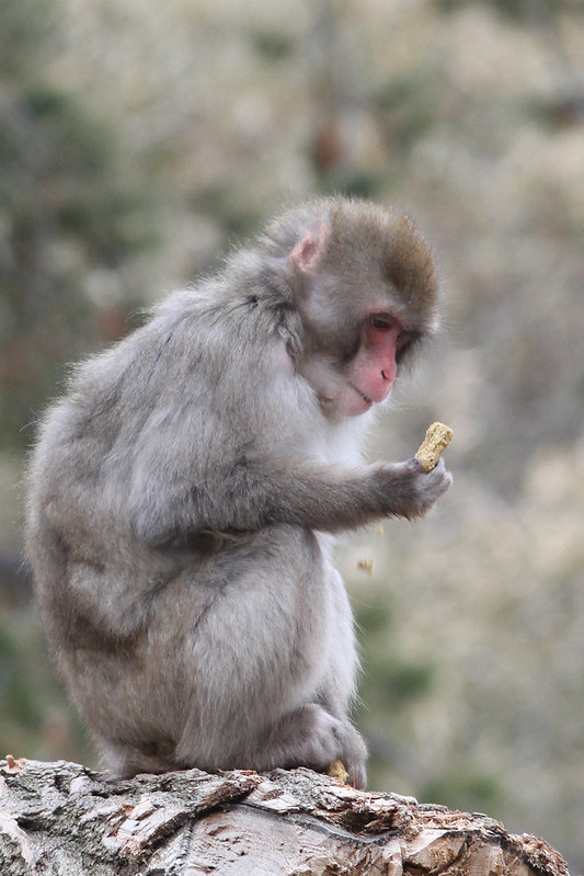 A macaque sits on a log, holding a biscuit.