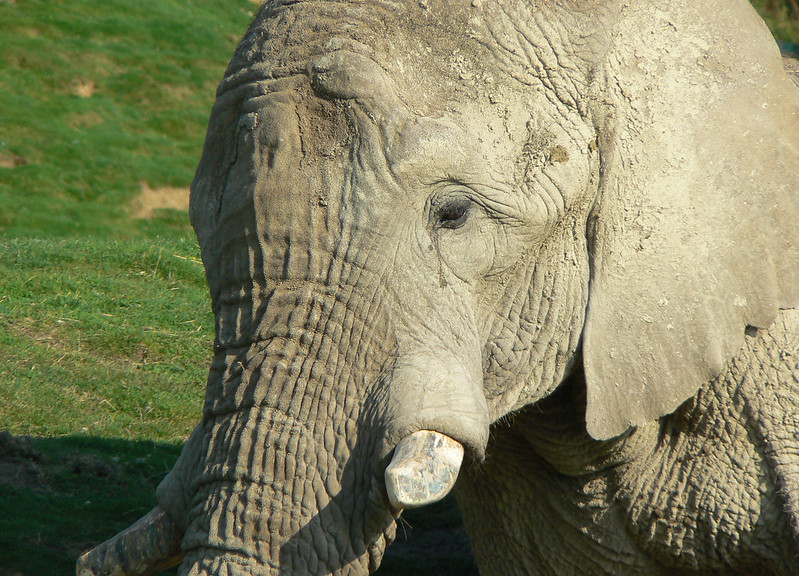 Closeup of an elephant's face with downcast eyes.