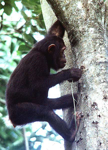 A young chimpanzee looks for ants while climbing a tree.