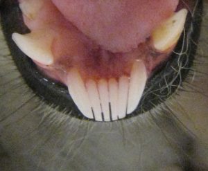 lemur tooth comb