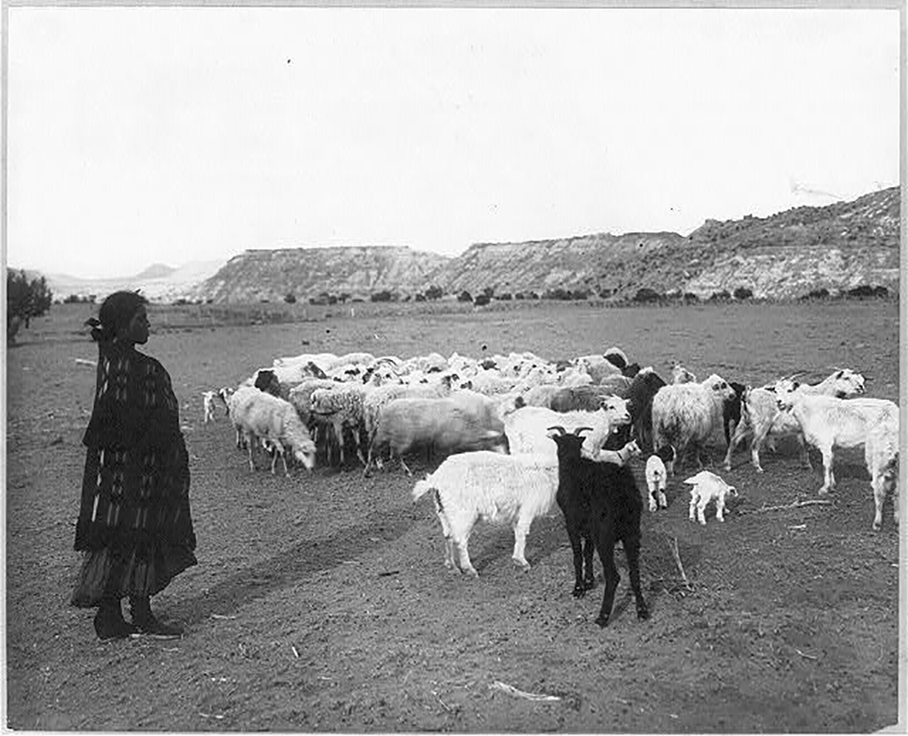 Native American woman watching over her flock of sheep and goats