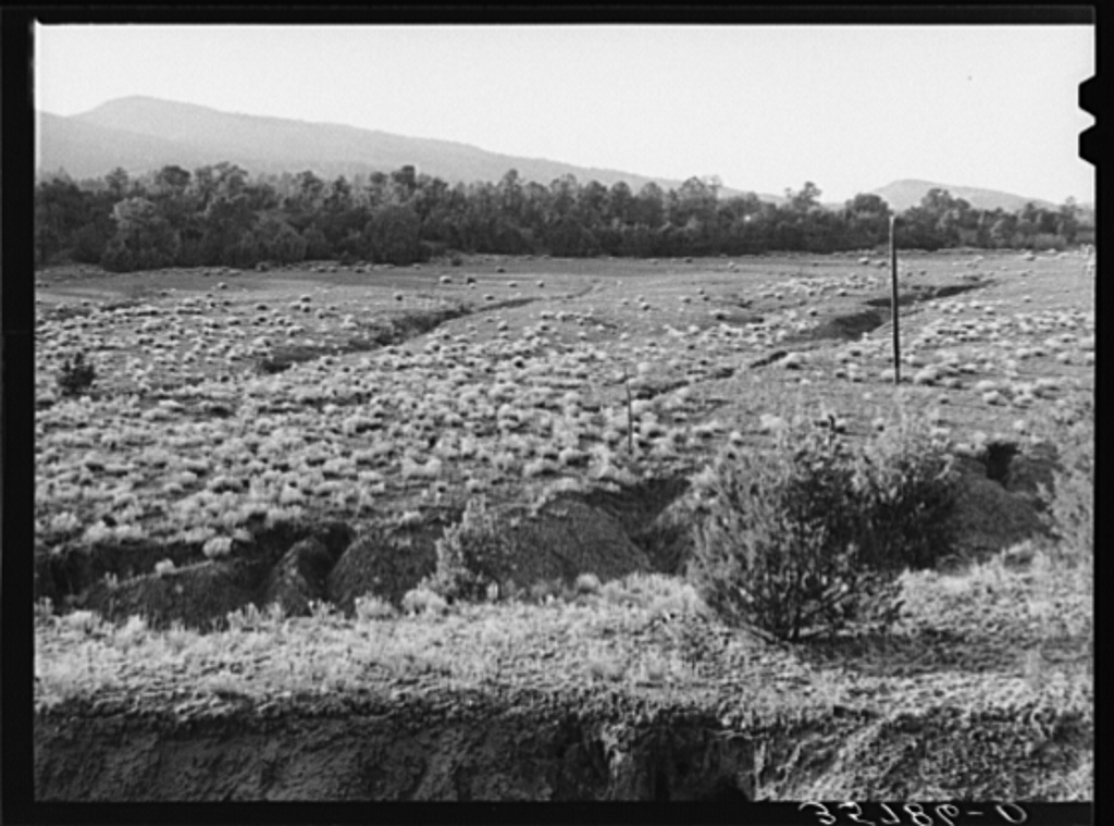 Gullies in a pasture in the mountains of Bernalillo County