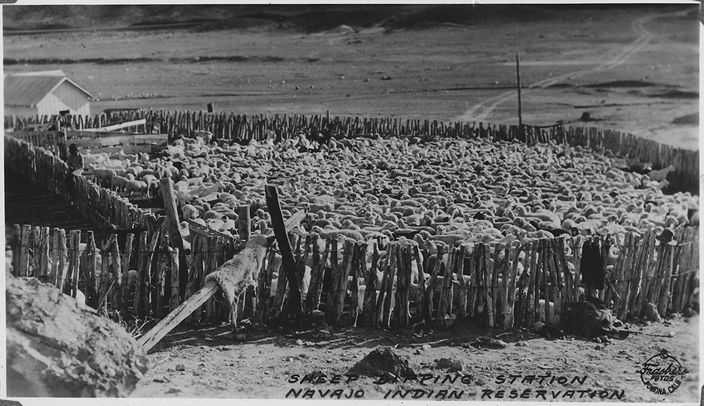 Navajo sheep herds that were raised for the production of wool used in Diné weaving