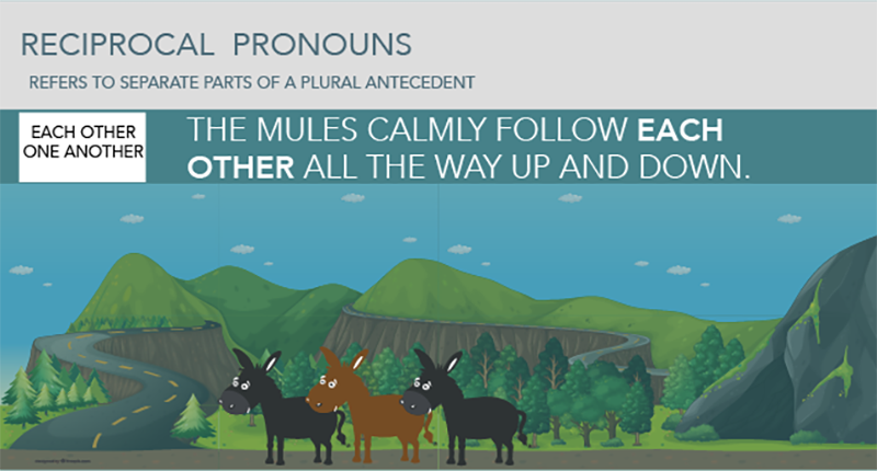 Reciprocal Pronouns, Separate parts of a plural antecedent, Each Other, One Another, Mules follow each other, mules