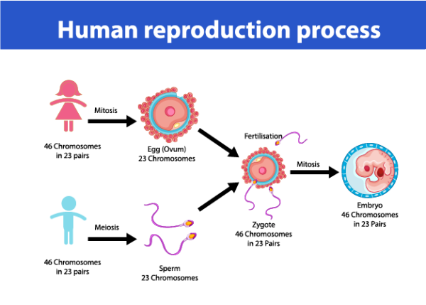 3.2 Biological Foundations of Human Development - myText CNM