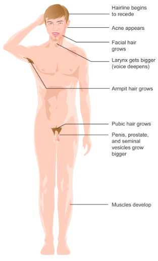 Figure 1. Major physical changes in males during puberty