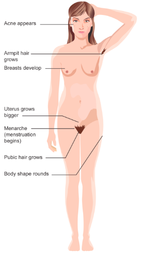 Figure 2. Major physical changes in females during puberty.