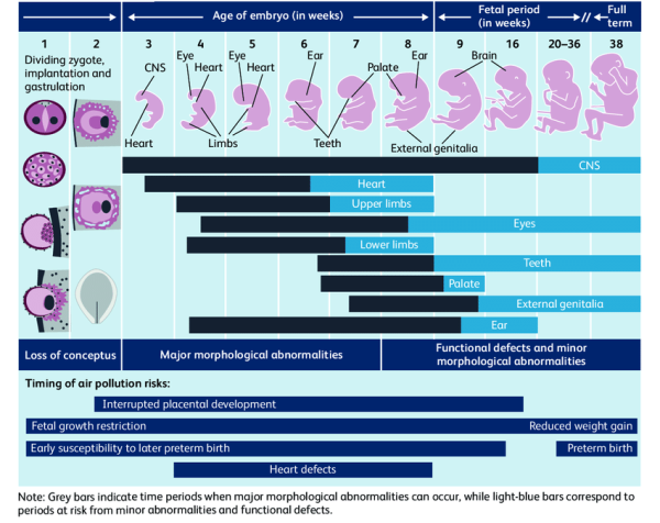 3.3 Prenatal Development - MyText CNM