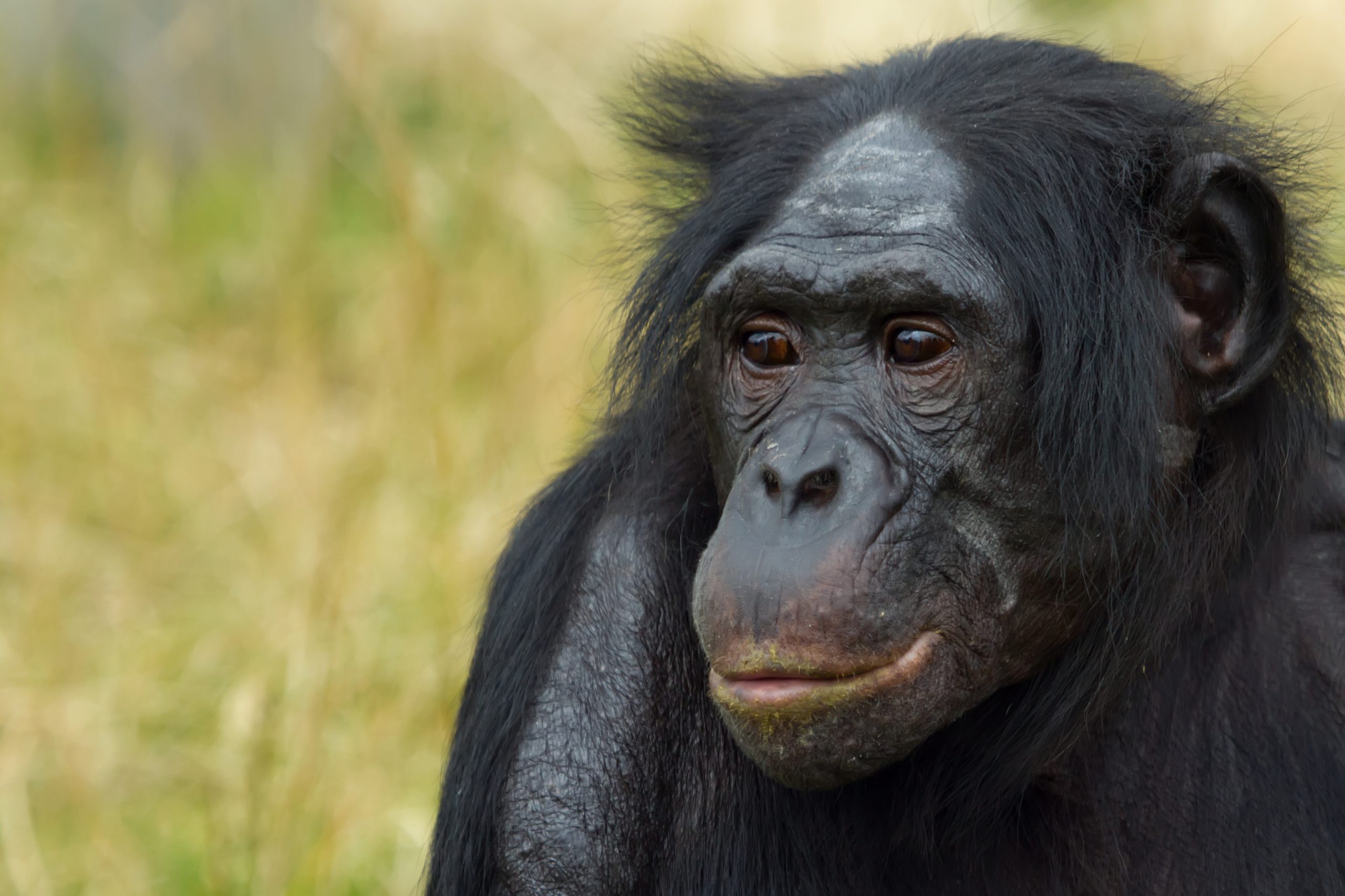 Closeup of a chimpanzee in the wild.