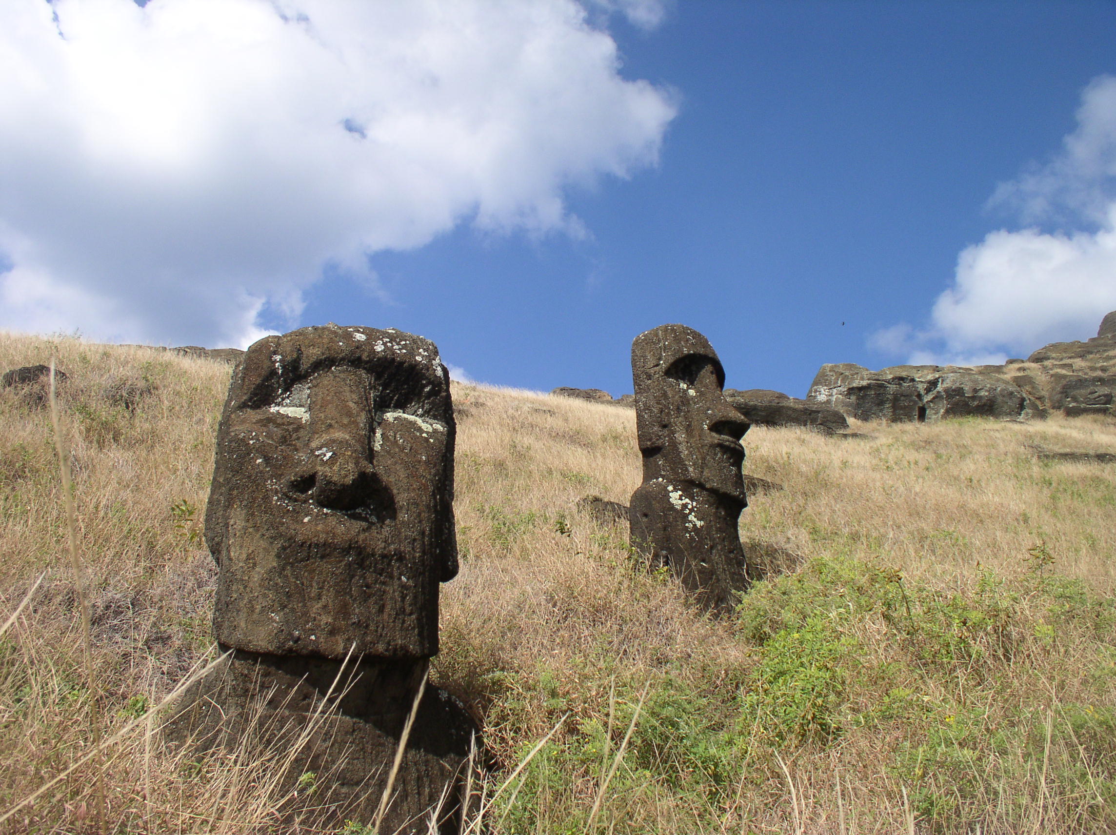 Moai heads in a field.